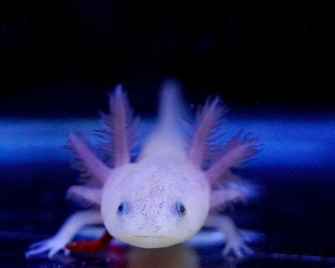 Lucy Axolotl SIZE 3-3.5”