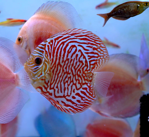 Red Tiger High Body Discus size 4.5” Premium Grade Discus