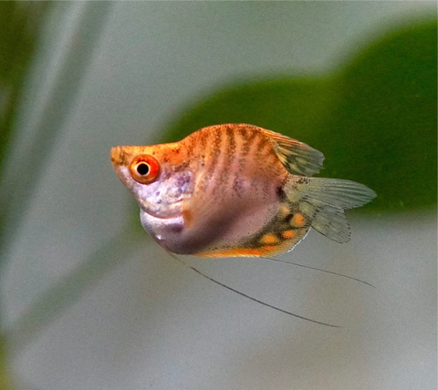 Golden Pearl Balloon Gourami