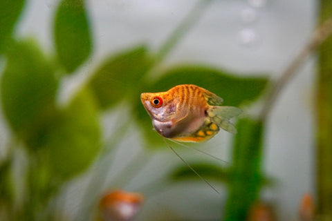 Golden Pearl Balloon Gourami