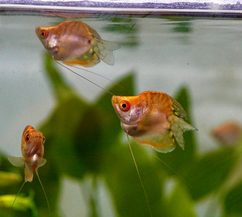 Golden Pearl Balloon Gourami