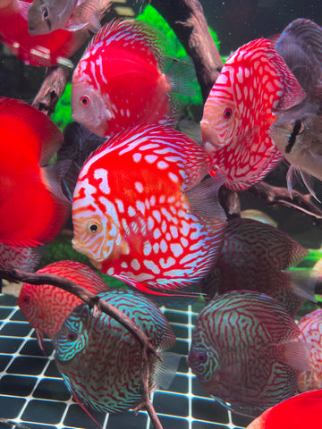 High Body “Heart Shape” Red Panda Discus size 5-6” Premium Grade Discus