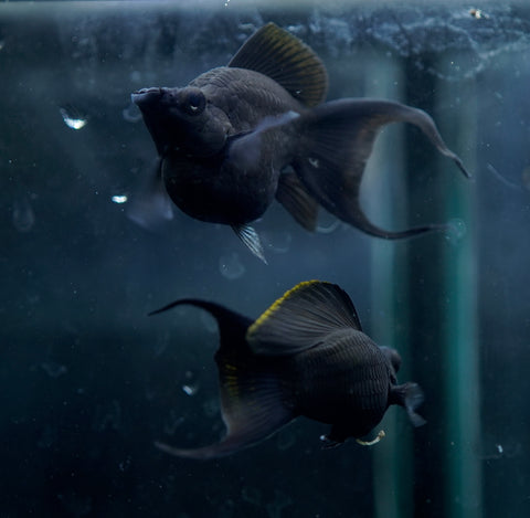Breeding Size Black Balloon Molly