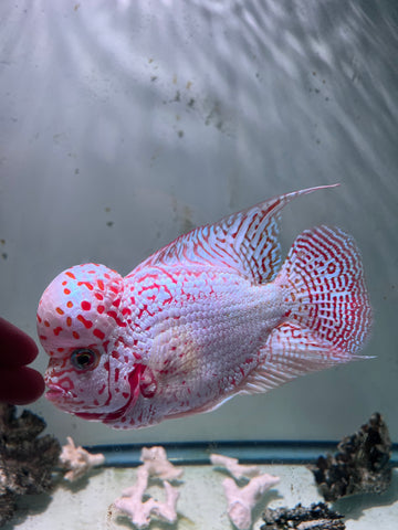 VIP Thick Pearl Golden Base Kamfa F2 Flowerhorn size 6” Premium VIP Collection Grade (High-End Flowerhorn)