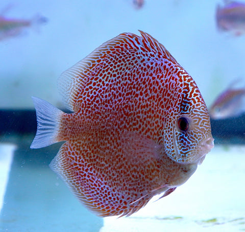 Leopard “Panthera” High Body Discus size 4.5” Premium Grade Discus
