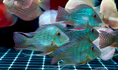 Geophagus Sveni Short Body Size 5”