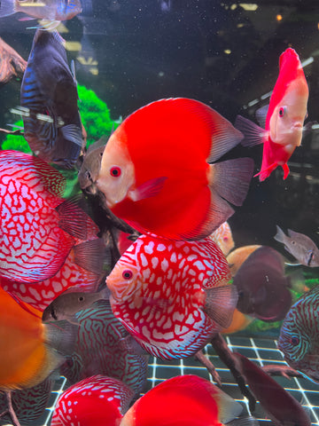 High Body “Heart Shape” Red Melon Discus size 5-6” Premium Grade Discus