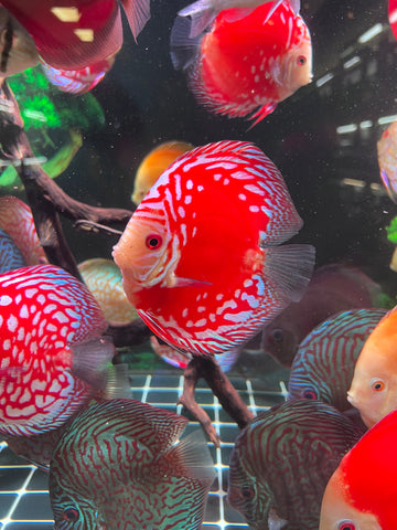 High Body “Heart Shape” Red Panda Discus size 5-6” Premium Grade Discus