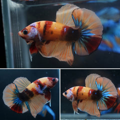 #7 Orange Candy Tiger Nemo Koi Tail Betta Plakat Tail - High Quality Live Aquarium Male Betta Fish