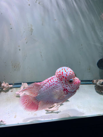 VIP Thick Pearl Golden Base Kamfa F2 Flowerhorn size 6” Premium VIP Collection Grade (High-End Flowerhorn)