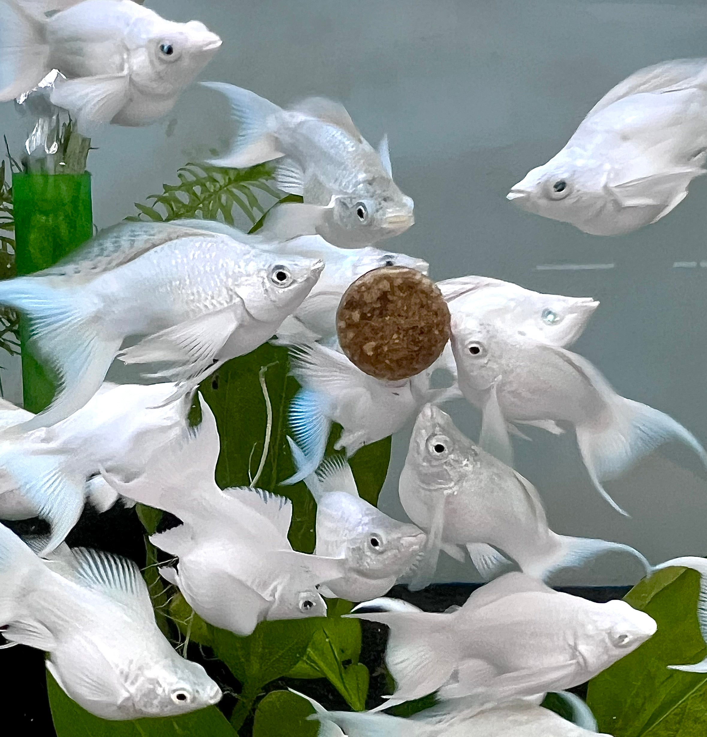 thumbnail image 2 of LIVE Molly Fish – Platinum Balloon Lyretail – White & Blue Eyes – USA Local Breeder 2 of 5