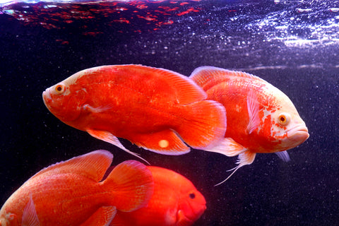 Super Red Chili Oscar Size Large 9”-10”