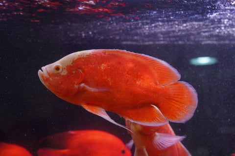 Super Red Chili Oscar Size Large 9”-10”
