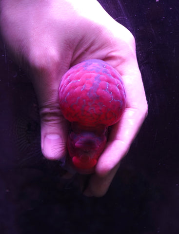 #8 Super Red Dragon Flowerhorn (Super Big Hump Head)