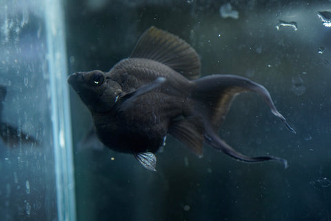 Breeding Size Black Balloon Molly
