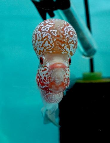 #5 Super Red Dragon Flowerhorn (Super Big Hump Head)