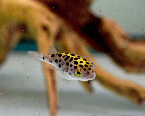 Green Spotted Puffer (Braskish Water)