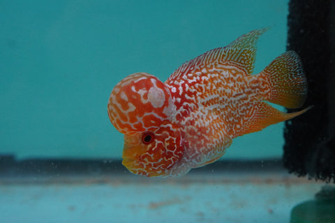 *NEW #2 Golden Base Kamfa Male Flowerhorn (Mini Size 2.5”) Potential Small Kamfa