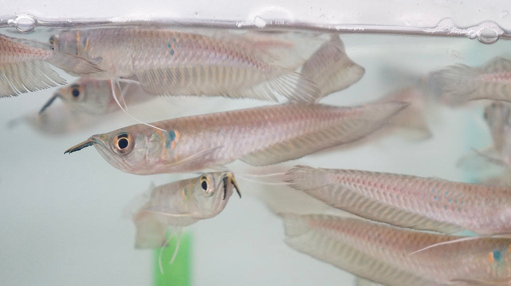 Silver Arowana - size 7”-8”
