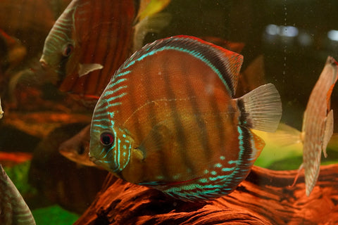 (Brazil Imported)Nhamunda River Red Wild Discus Size Large 6.5”-7” Special Order Wild Discus Fish