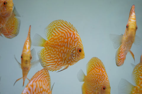 Yellow Pigeon Discus Size 3.5"-4"