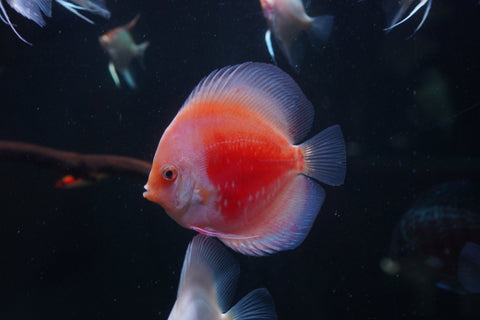 Red Snow Leopard High Body Discus size 4.5” Premium Grade Discus