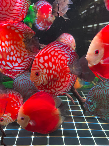 High Body “Heart Shape” Red Panda Discus size 5-6” Premium Grade Discus
