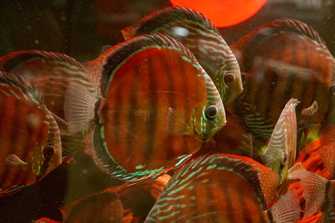 (Brazil Imported)Nhamunda River Red Wild Discus Size Large 6.5”-7” Special Order Wild Discus Fish