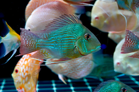 Geophagus Sveni Short Body Size 5”