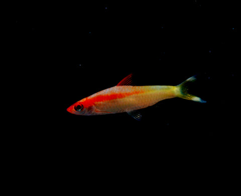 Golden Roseline Shark