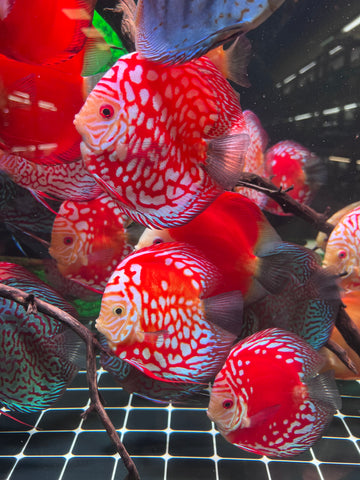 High Body “Heart Shape” Red Panda Discus size 5-6” Premium Grade Discus