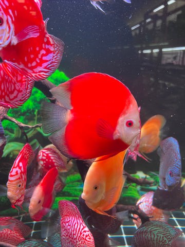 High Body “Heart Shape” Red Melon Discus size 5-6” Premium Grade Discus