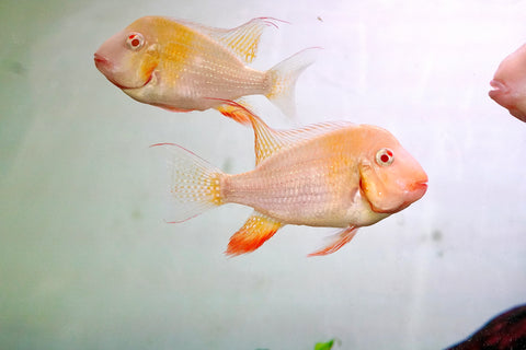 Albino Heckelii - Geopharus Cichlid Live Fish (Size 3.5"-4")