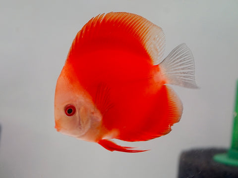 Red Melon Discus Fish 3.5"