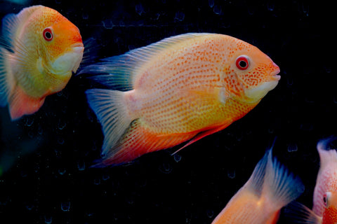 (Limited Stock) Gold Red Spot Severum Cichlid (size 5-5.5”) Large