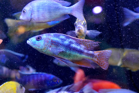 Fusco Haps Cichlids Malawi - African Cichlids Size 4.5”