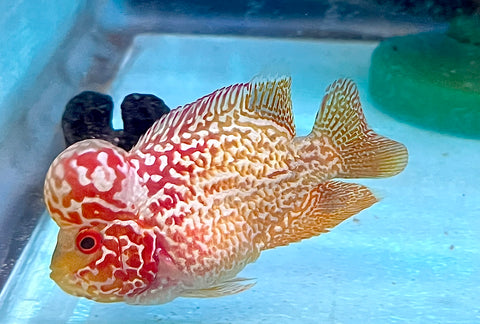 *NEW #2 Golden Base Kamfa Male Flowerhorn (Mini Size 2”) Potential Small Kamfa