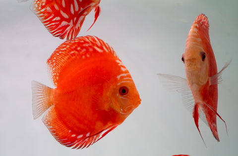 Red Panda Discus Fish 4”-4.5" High Quality Discus