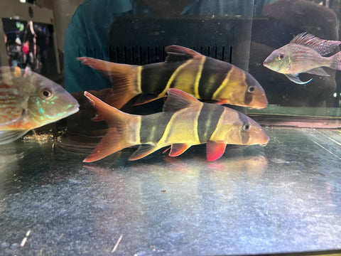 Clown Loach Size 10”