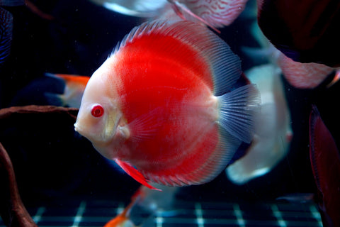 Albino Red High Body Discus size 4.5” Premium Grade Discus