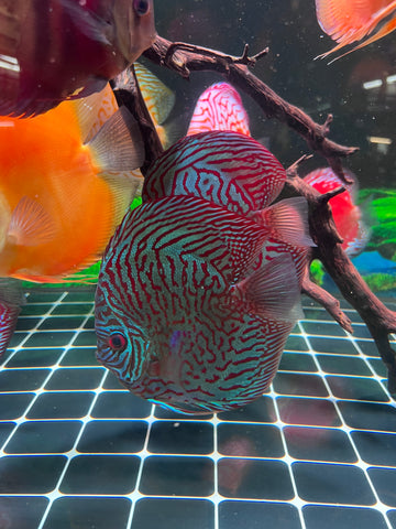 High Body “Heart Shape” Red Tiger Discus size 5-6” Premium Grade Discus