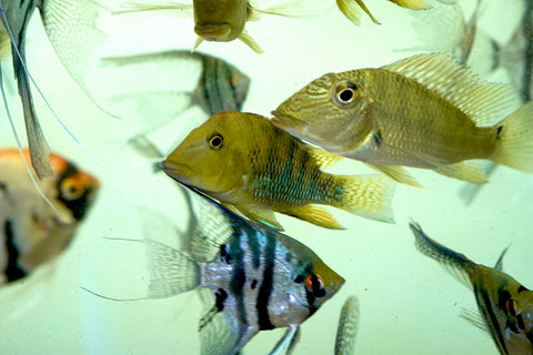 Yellow Hump Eartheater (Geophagus Pellegrini) Size 4”