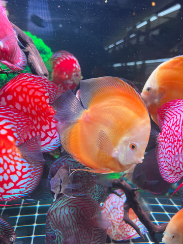 High Body “Heart Shape” Yellow Melon Discus size 5-6” Premium Grade Discus