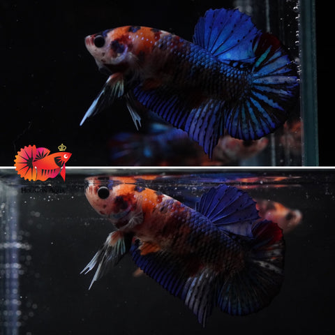 #7 (New Arrival) Tiger Blue Star Tail Nemo Koi Male Plakat Betta Fish - High Quality Live Aquarium Male Betta Fish