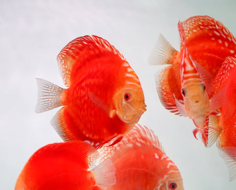 Red Panda Discus Fish 4”-4.5" High Quality Discus