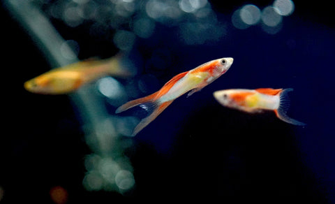 *RARE* Double Swords Red Wild Endler Guppy