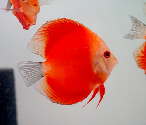 Red Melon Discus Fish 3.5"