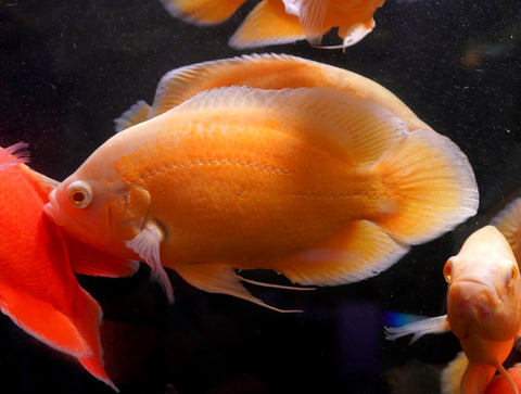 Full Body Lemon Oscar Size Large 9”-10”