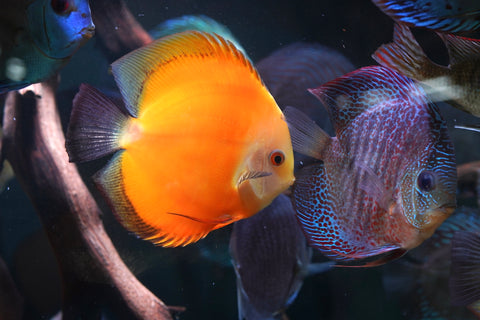 High Body “Heart Shape” Yellow Melon Discus size 5-6” Premium Grade Discus