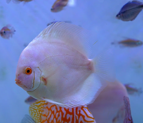 Albino Platinum Premium Discus Size Large 5.5”-6”